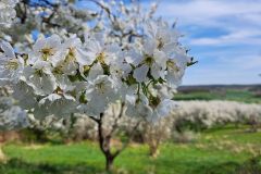 Tresnovy-sad-small-pics